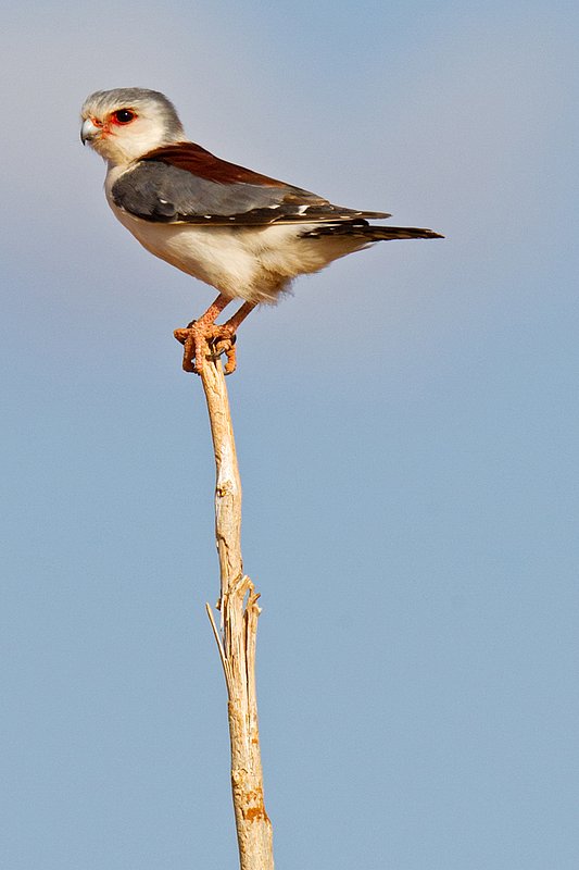 Sam Pygmy Falcon.jpg