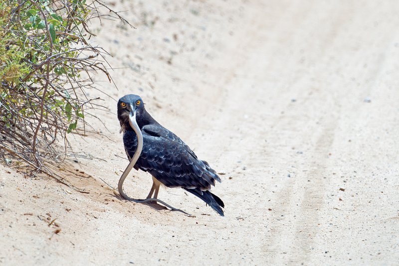 Sam Snake Eagle with snake x.jpg