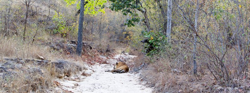 Tiger Pano2.jpg