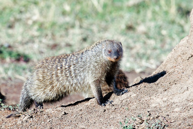 Upper Mara Banded Mongoose x.jpg