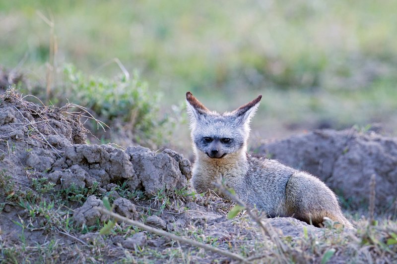 Upper Mara Bat Eared Fox1x.jpg