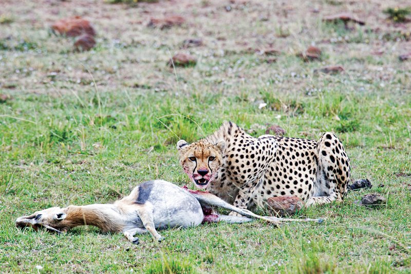 Upper Mara Cheetah Kill1.jpg
