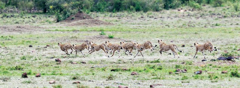 Upper Mara Cheetah chase pano 1.jpg