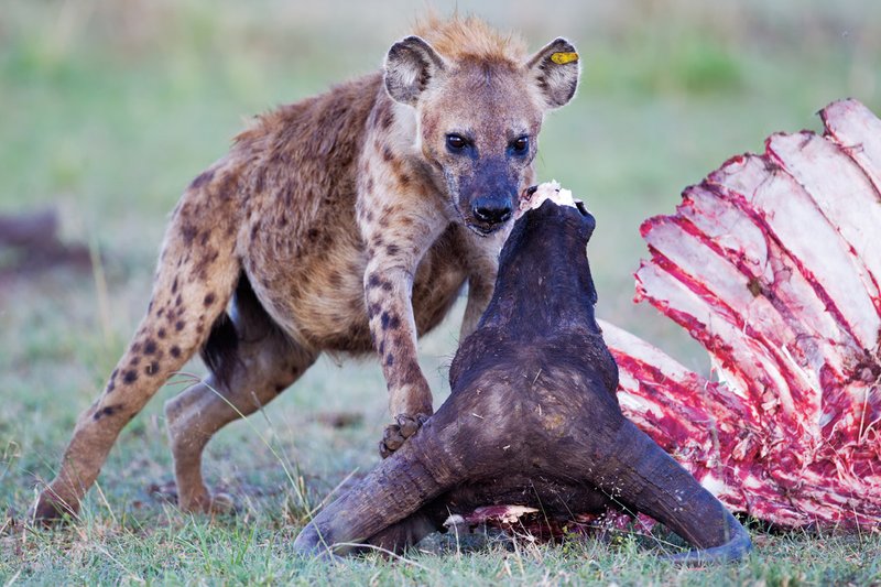 Upper Mara Hyena at Buffalo Kill.jpg