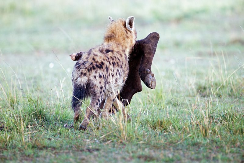 Upper Mara Hyena at Buffalo Kill2.jpg