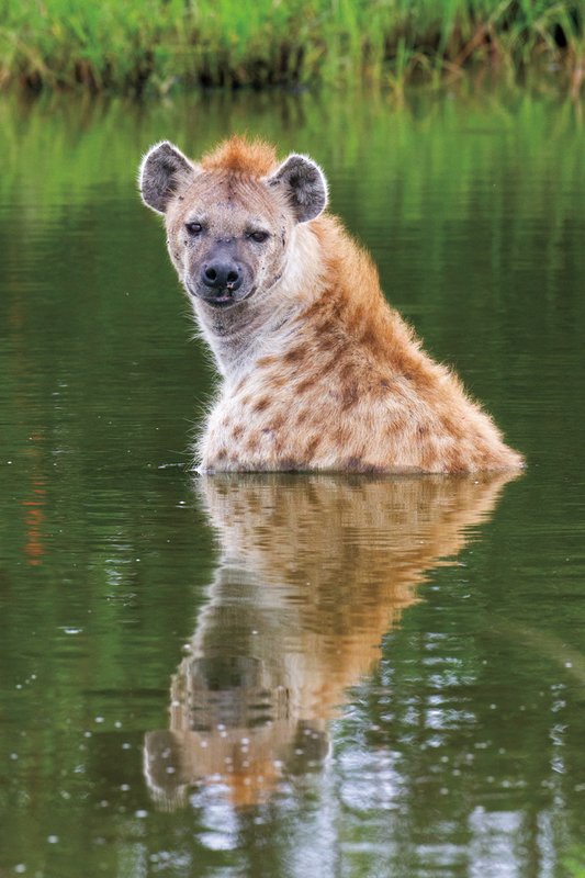 Upper Mara Hyena in pond.jpg