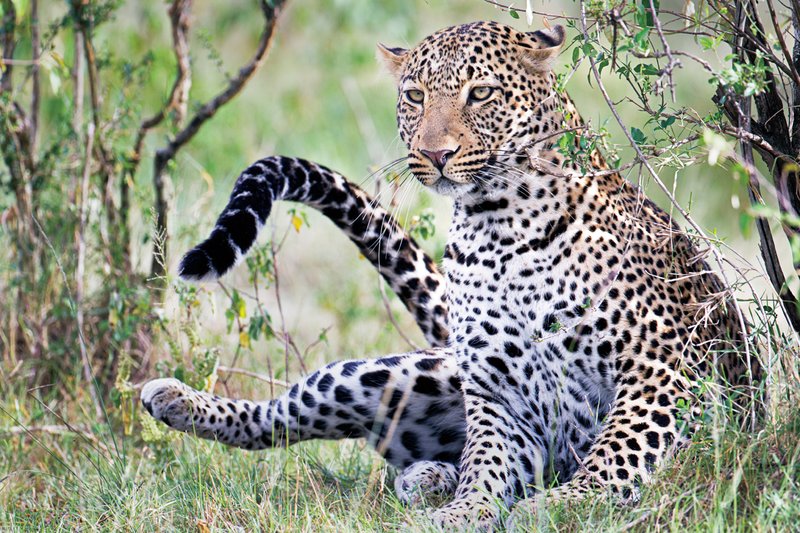 Upper Mara Leopard1.jpg