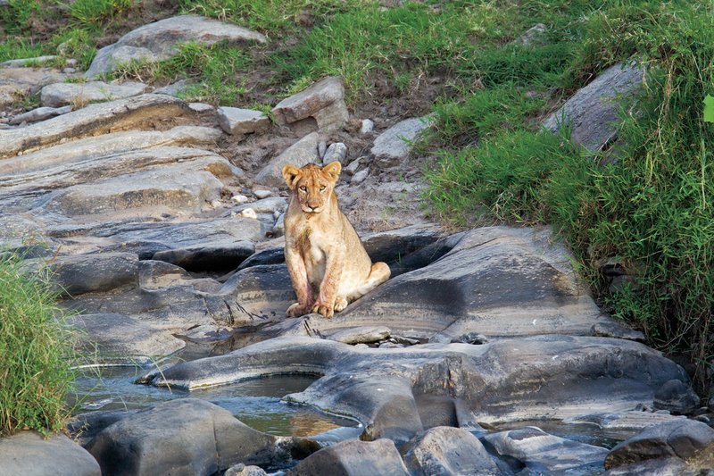 Upper Mara Lion Cub by river.jpg