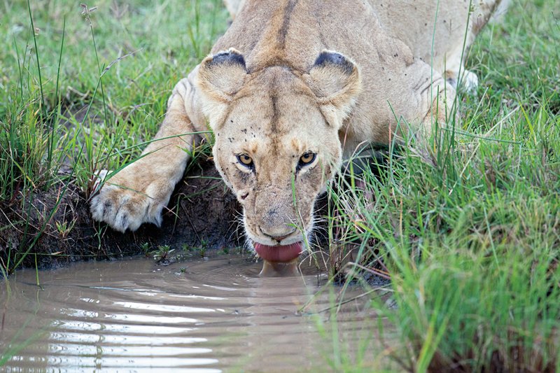 Upper Mara Lion Drinking.jpg