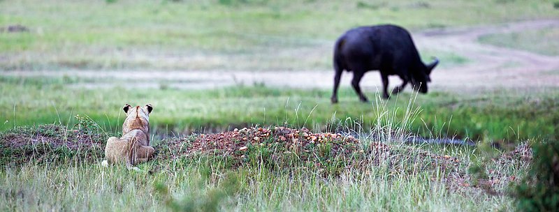 Upper Mara Lion watching Buffalo.jpg