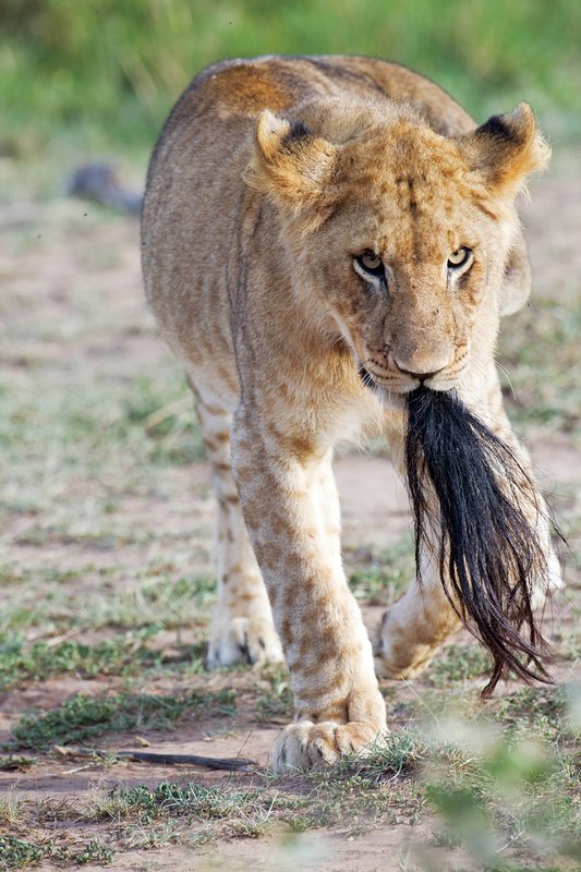 Upper Mara Lion with Zebra Tail2.jpg