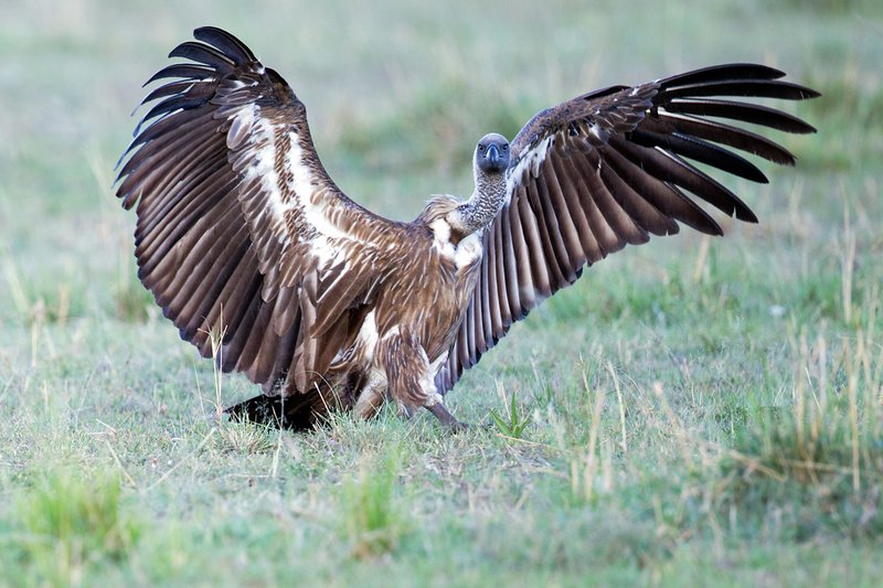 Upper Mara Vulture1x.jpg