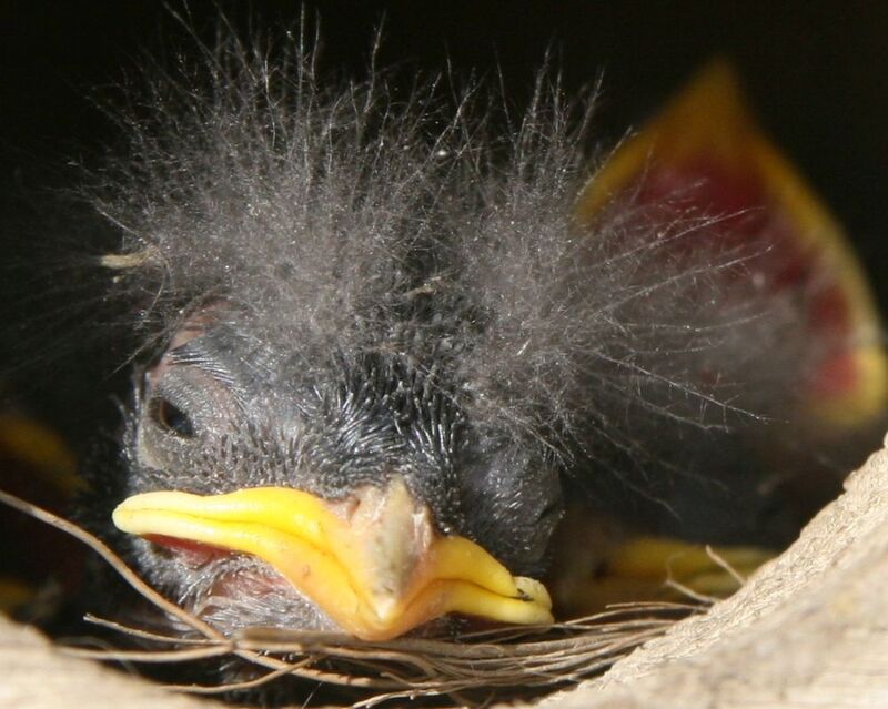 Baby Bird - 4136-w(1).jpg