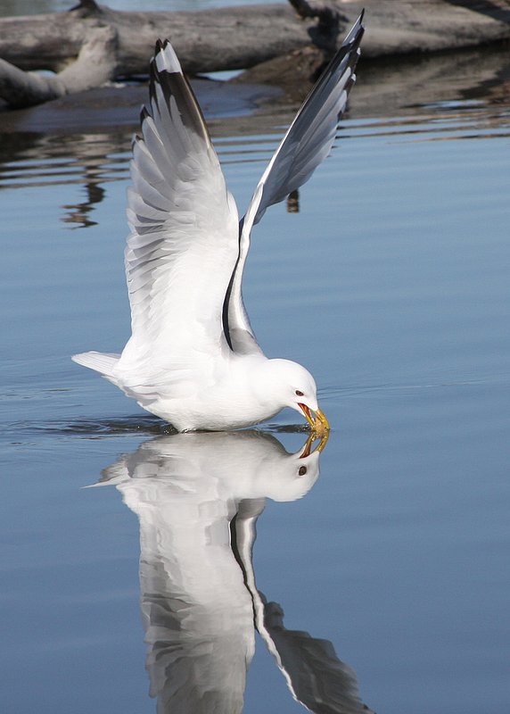 Birds - Big Su Feeding 1  6648-1.jpg