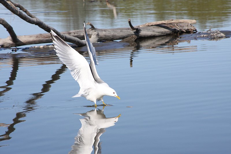 Birds - Big Su Feeding 2  6647.jpg