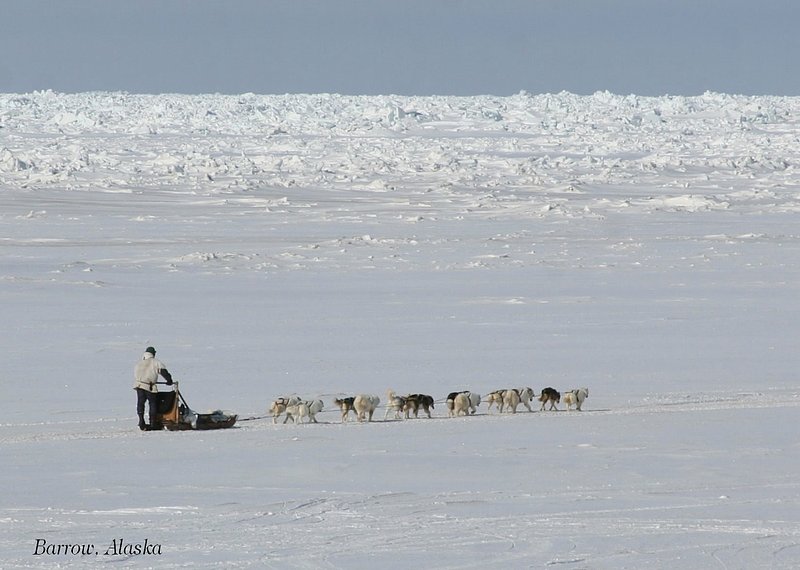 Dog Sledding on the Arctic Ocean - 7956-1.jpg