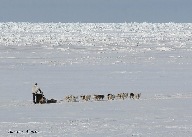 Dog Sledding on the Arctic Ocean - 7956-1.jpg