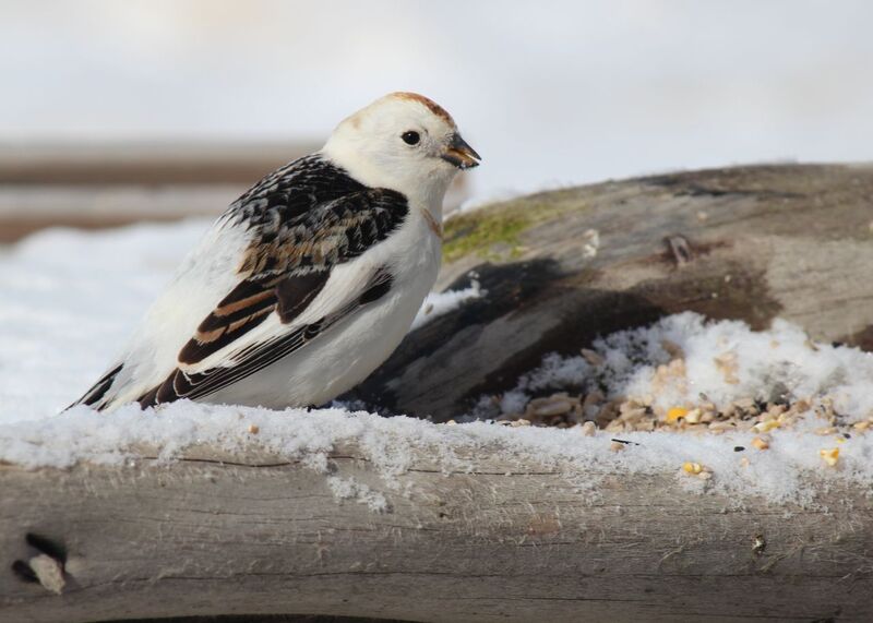 IMG_2434-001-w(1).jpg :: Snow Bunting