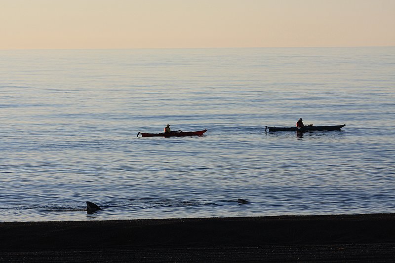 Kayaking with Whales  4724.jpg