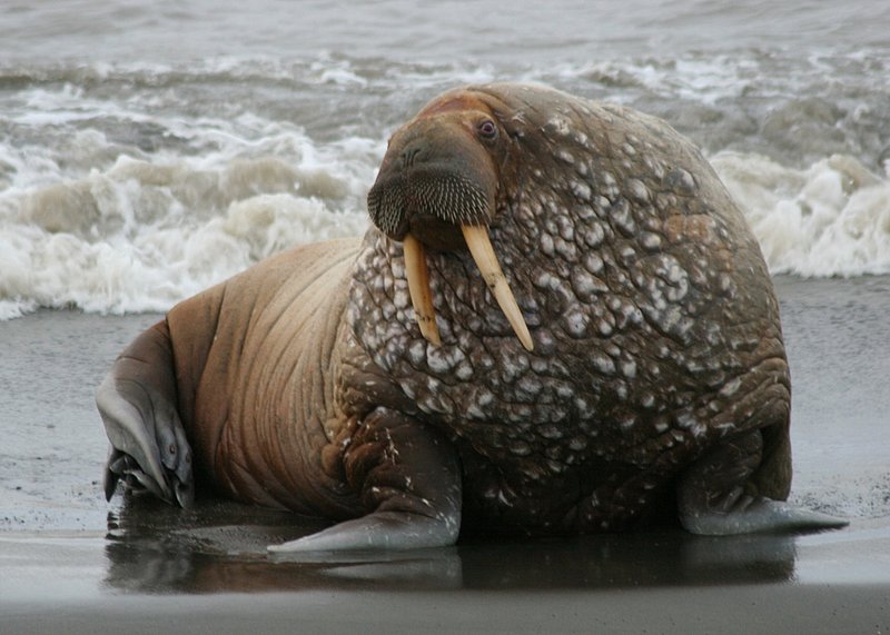 Male Walrus  6731-1.jpg