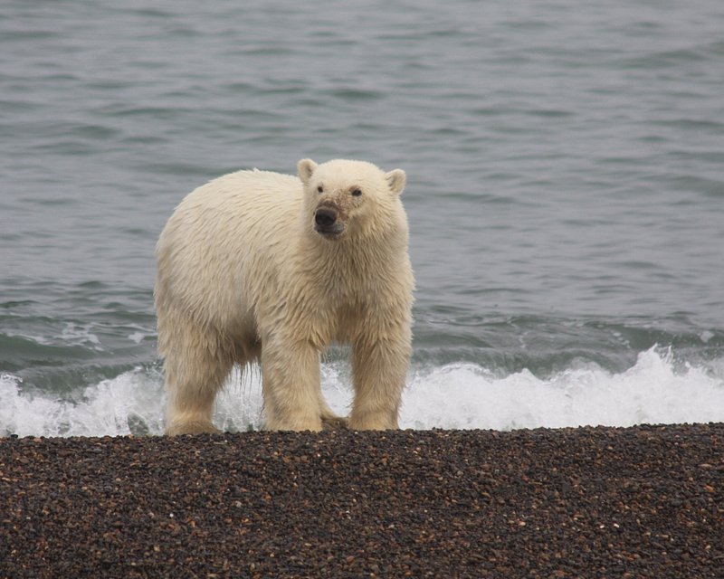 Polar Bear - 4319-1.jpg