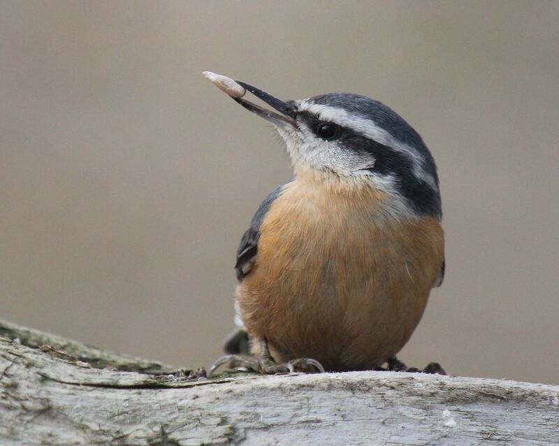 Red Breasted Nuthatch -020-w.jpg