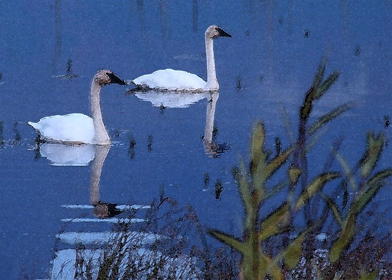 Swans - 4978-1-Watercolor 6.0.3.jpg