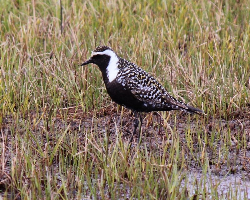 American Golden Plover - 8373-001-w.jpg