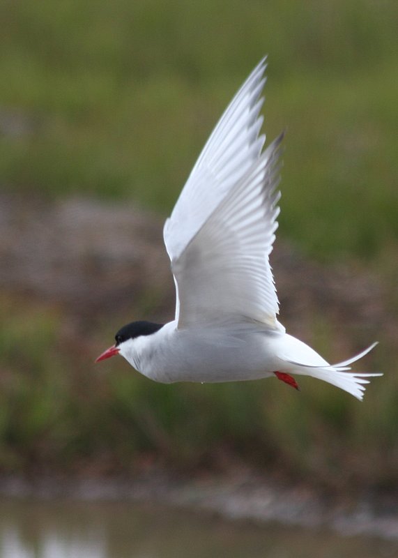 Arctic Tern - 0067-2 -w.jpg