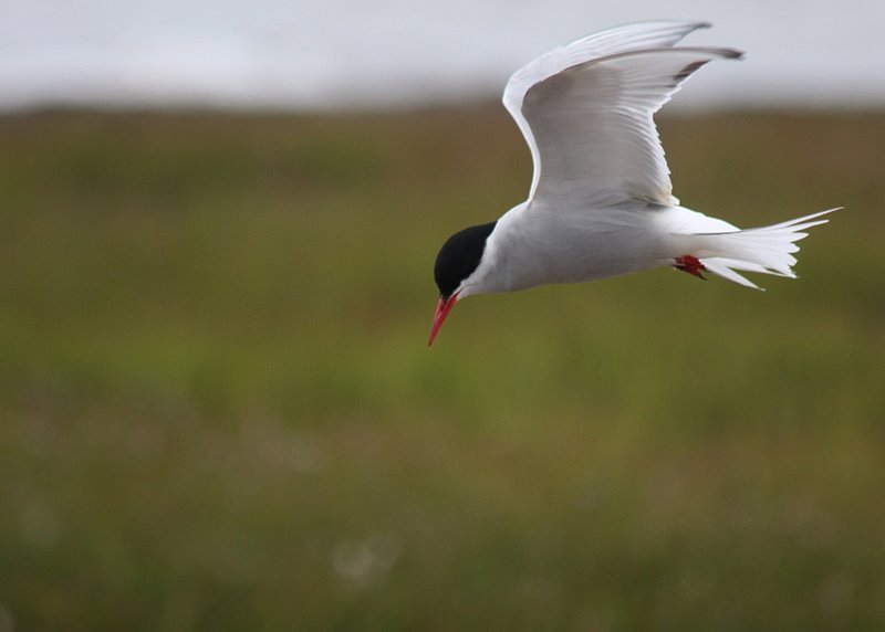 Arctic Tern -0072-1 -w.jpg