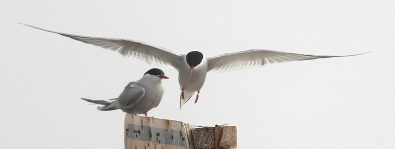 Arctic Terns- 9881-002-w-001.jpg