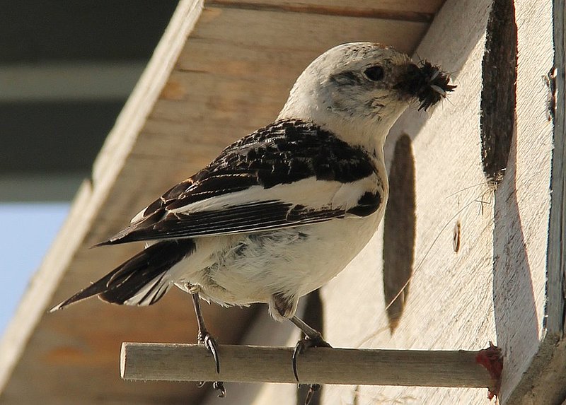 Dinner time - Snowbunting - 9636-001.jpg