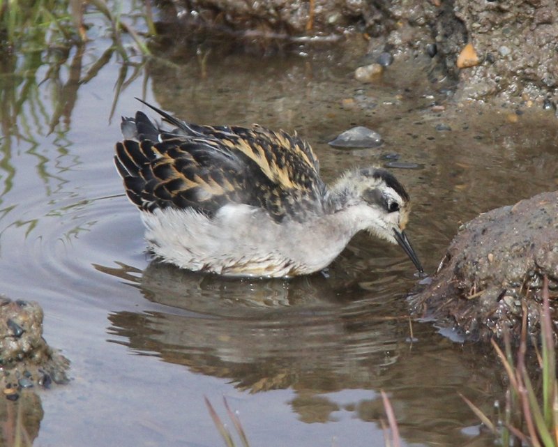 IMG_0064-001 -w.jpg :: Red-necked Phalarope - Juvenile