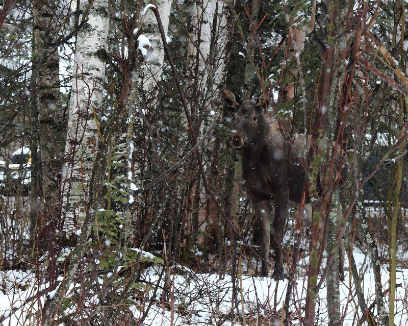 Moose-0953-001-watercolor 901.jpg