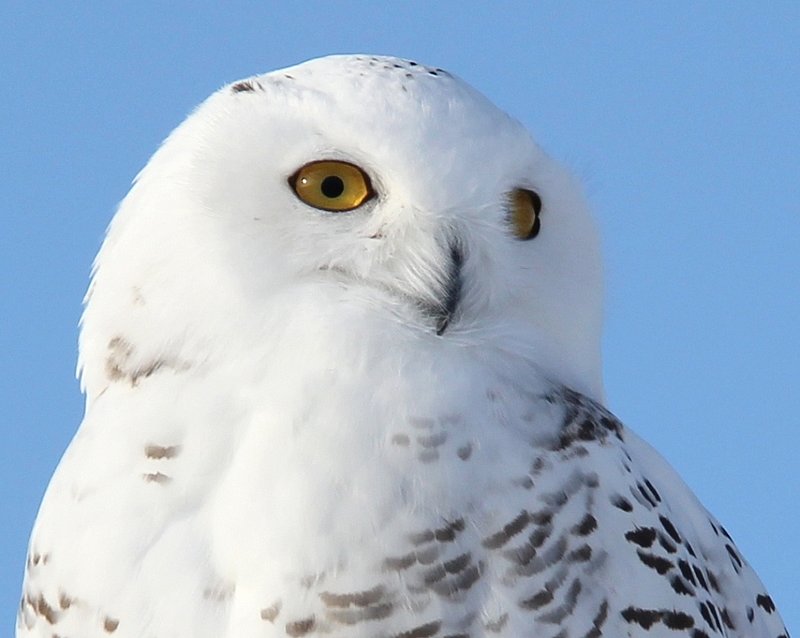 Snowy Owl - 3873-001-w.jpg