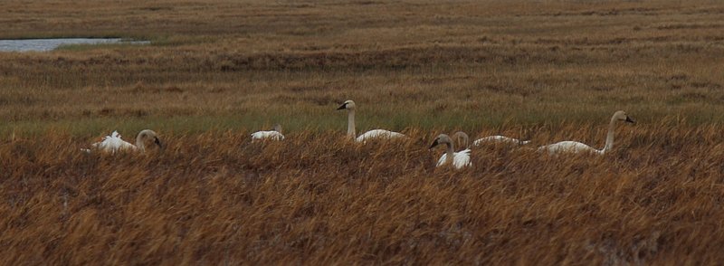 Tundra Swans - 8554-001 -w.jpg