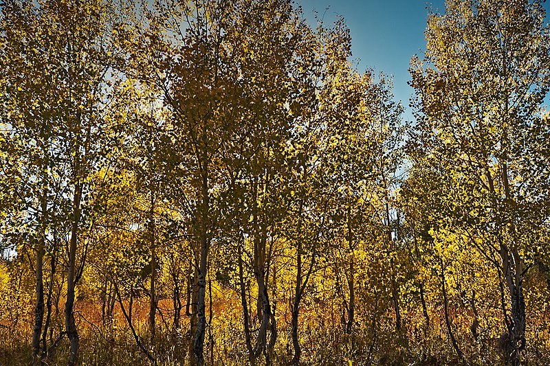 Aspenglow.jpg :: The shimmering green to golden glow of Aspens in Autumn marks the turn of another season in Grand Teton National Park, Wyoming.
