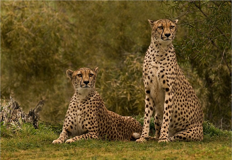 Cheetah Pair.jpg :: Pair of South African Cheetahs at the San Diego Zoo Safari Park