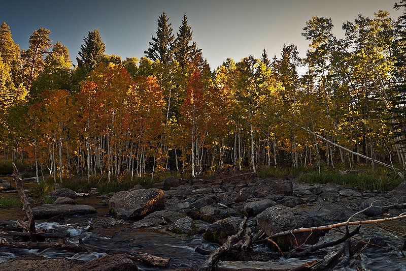 In Search of Autumn.jpg :: At the end of an unpaved side road in Dixie National Forest, Utah I discovered a small grove of Aspens ablaze in Autumn finery.