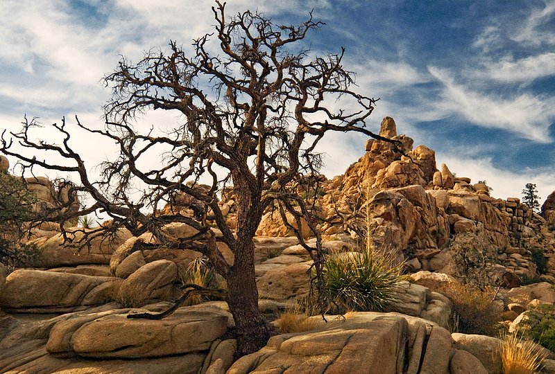 Still Defiant.jpg :: Wedged between a rock and a hard place, a gnarled tree defiantly holds its ground along the Hidden Valley Nature Trail in Joshua Tree National Park, California