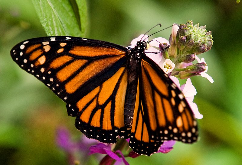 butterfly046.jpg :: Monarch Butterfly at the San Diego Zoo Safari Park