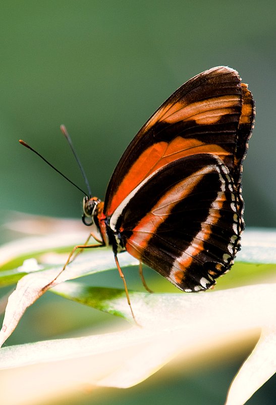 butterfly065.jpg :: Butterfly at the San Diego Zoo Safari Park