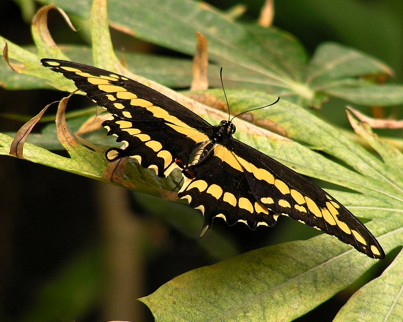 butterfly205.jpg :: Butterfly at the San Diego Zoo Safari Park