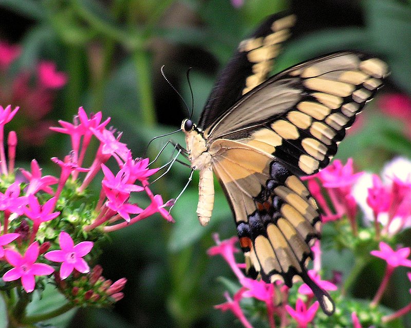 butterfly212.jpg :: Butterfly at the San Diego Zoo Safari Park