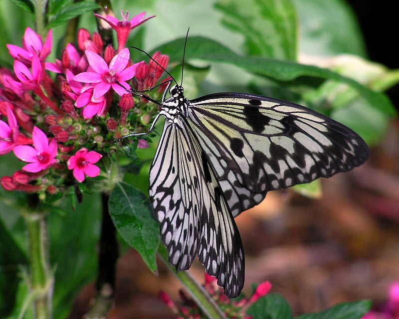 butterfly230.jpg :: Butterfly at the San Diego Zoo Safari Park