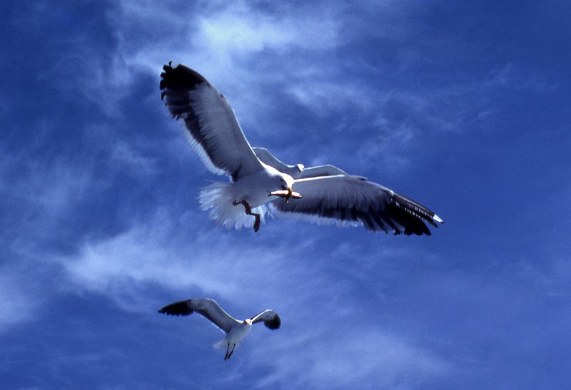 envy.jpg :: An anchovy prize creates envy amongst the gulls at the Coronado Islands near Baja California