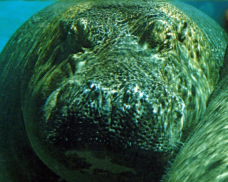 hippo.jpg :: Eye to Eye with a Hippopotamus at the San Diego Zoo