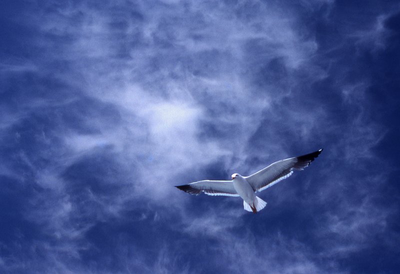 soaring.jpg :: Soaring high above the Coronado Islands near Baja California