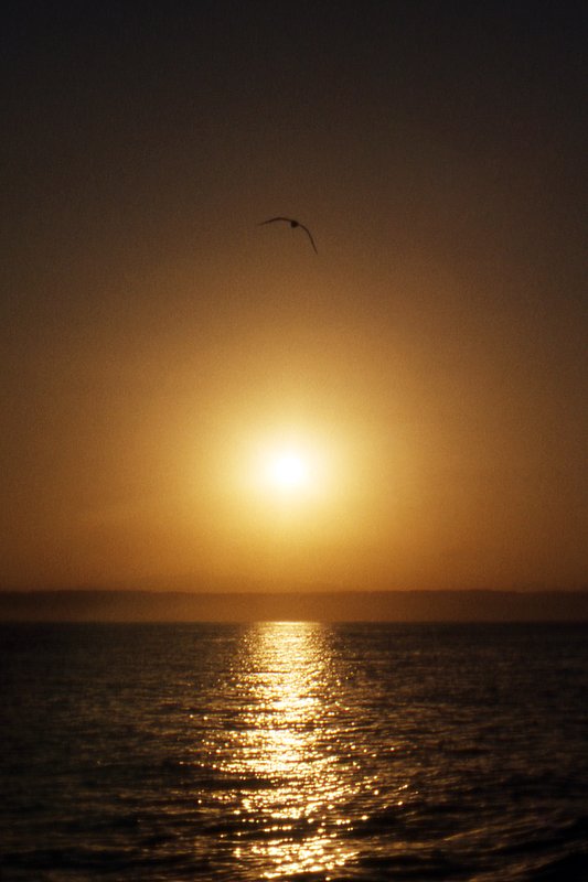 Baja Sunrise.jpg :: A lone seagull basks in the glow of sunrise over Baja California on the way to fishing the Coronado Islands