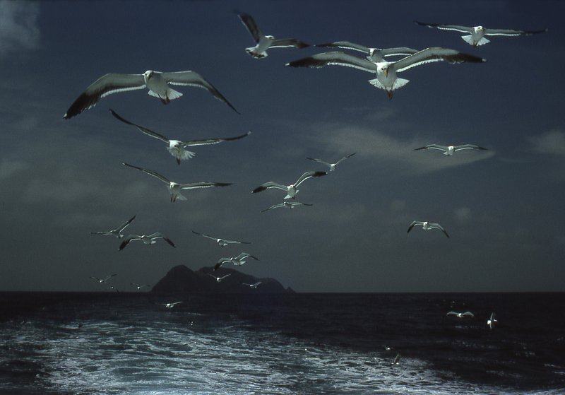 Coronado Gulls.jpg :: A formation of seagulls follows the fishing boat returning from the Coronado Islands near Baja California